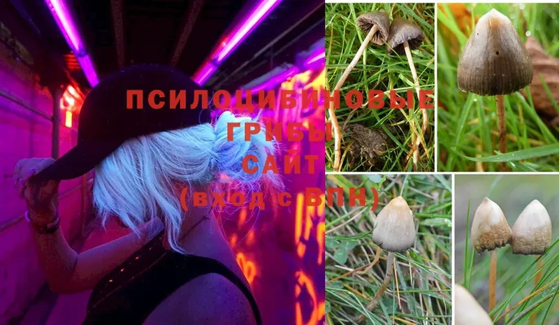 Галлюциногенные грибы MAGIC MUSHROOMS  купить закладку  Нарткала 